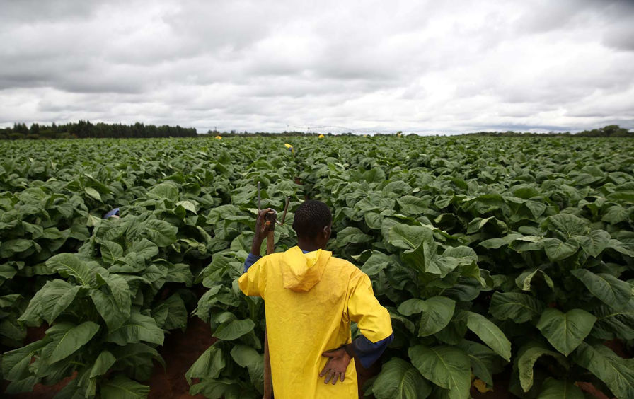 A farmworker rests while harvesting tobacco at Dormervale farm, east of Harare, Zimbabwe, on November 28, 2017. (Reuters / Siphiwe Sibeko)